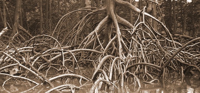 Apakah Perlu Mencari Suatu Akar Permasalahan?